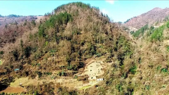 中林集团：为国家储材 为林农造福