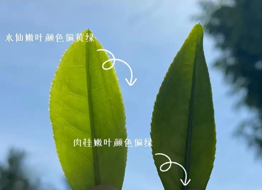 中匠茶业·学茶小课堂|在武夷山“万里茶道”起点，中匠茶业守护匠心，只为每一杯好茶
