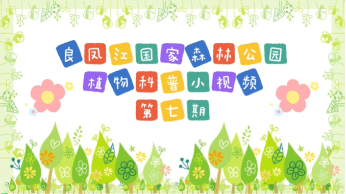 科普短视频 | 中林 · 良凤江植物科普小视频——良凤江森林里的“三醉芙蓉”（第八期）