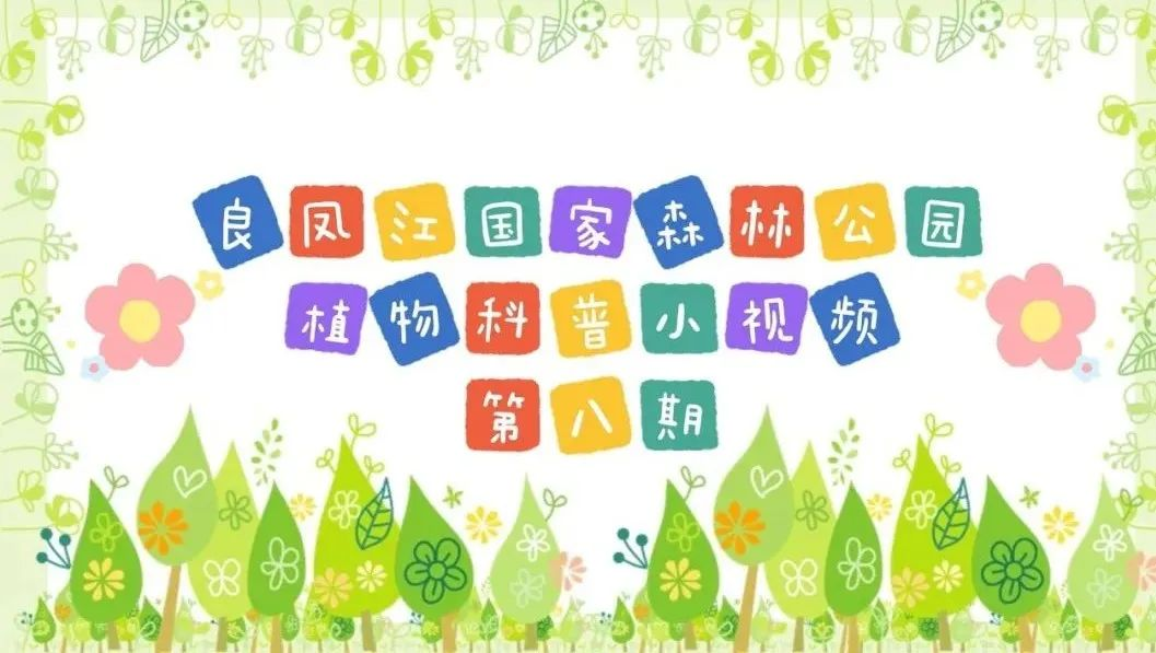 科普短视频 | 中林 · 良凤江植物科普小视频——良凤江森林里榕树的板根现象（第七期）